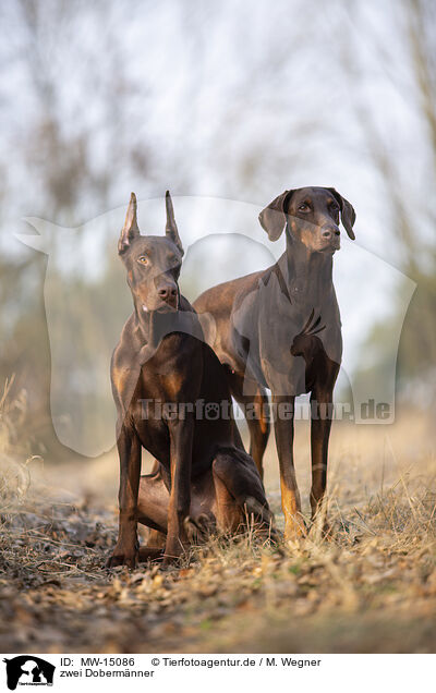 zwei Doberm�nner / two Doberman Pinscher / MW-15086