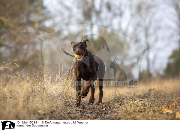 rennender Dobermann / running Doberman Pinscher / MW-15088