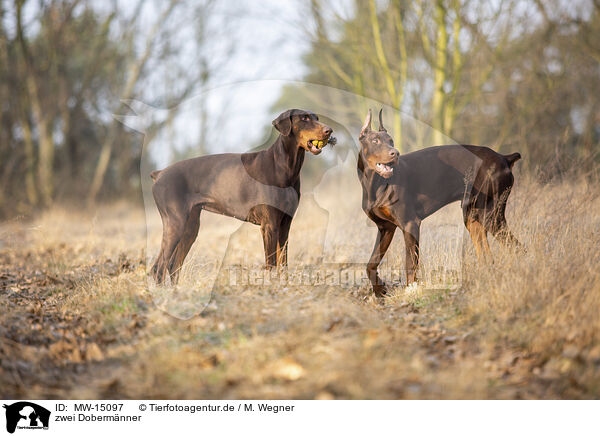 zwei Doberm�nner / two Doberman Pinscher / MW-15097