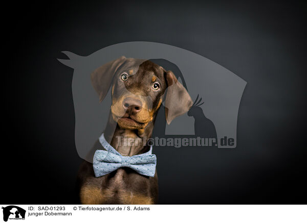 junger Dobermann / young Doberman Pinscher / SAD-01293