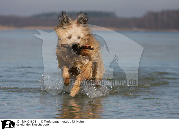 spielender Eloschaboro / playing Eloschaboro / MK-01803