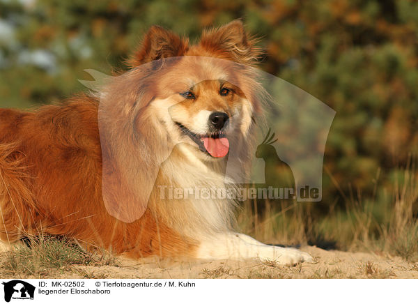 liegender Eloschaboro / lying Eloschaboro / MK-02502