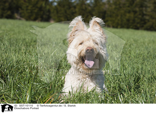 Eloschaboro Portrait / Eloschaboro Portrait / SST-10110