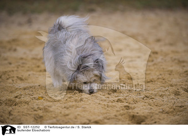 laufender Eloschaboro / walking Eloschaboro / SST-12252