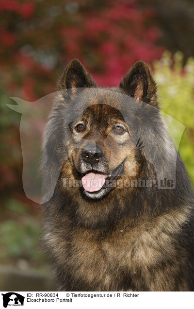 Eloschaboro Portrait / Eloschaboro Portrait / RR-90834