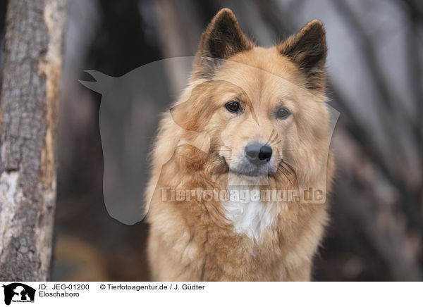 Eloschaboro / Eloschaboro / JEG-01200