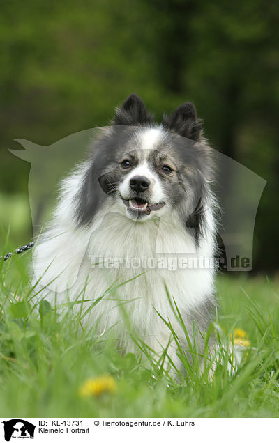 Kleinelo Portrait / small Eloschaboro Portrait / KL-13731