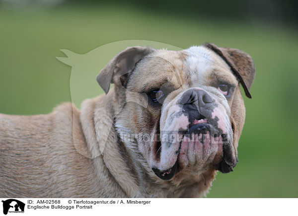 Englische Bulldogge Portrait / AM-02568