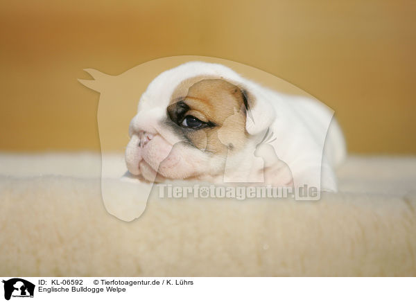 Englische Bulldogge Welpe / English Bulldog Puppy / KL-06592