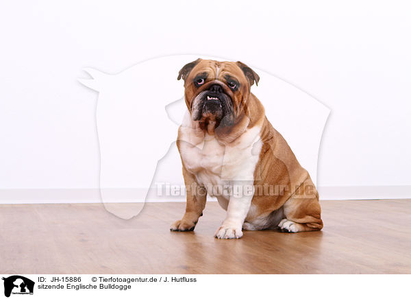 sitzende Englische Bulldogge / sitting English Bulldog / JH-15886