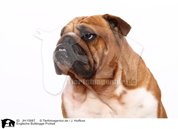 Englische Bulldogge Portrait / English Bulldog Portrait / JH-15887