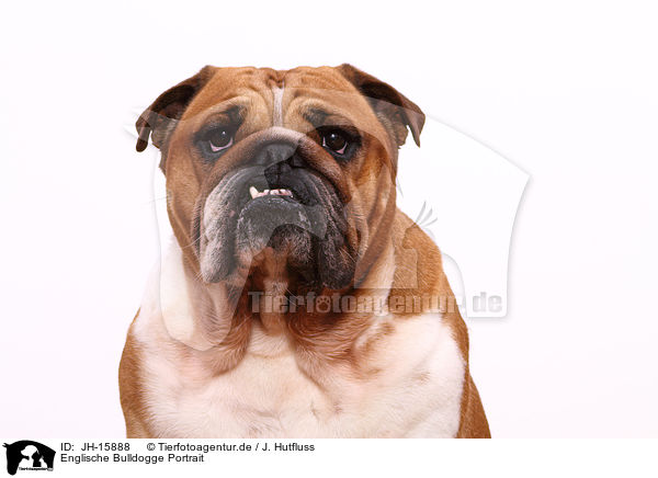 Englische Bulldogge Portrait / English Bulldog Portrait / JH-15888