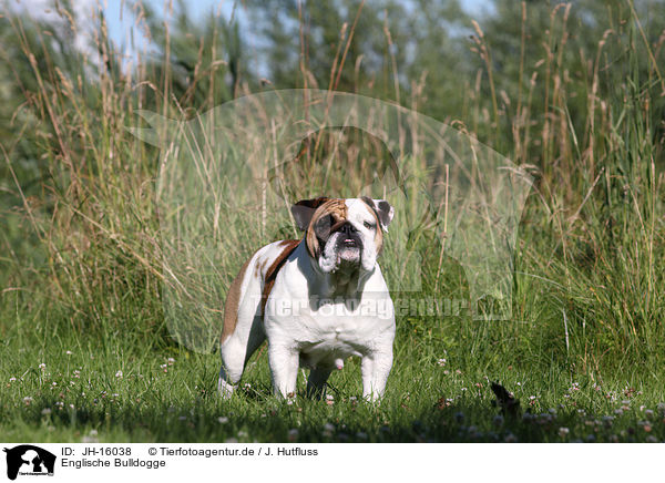 Englische Bulldogge / English Bulldog / JH-16038