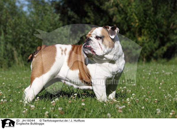 Englische Bulldogge / English Bulldog / JH-16044