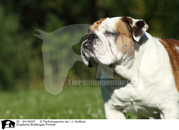 Englische Bulldogge Portrait / English Bulldog Portrait / JH-16047
