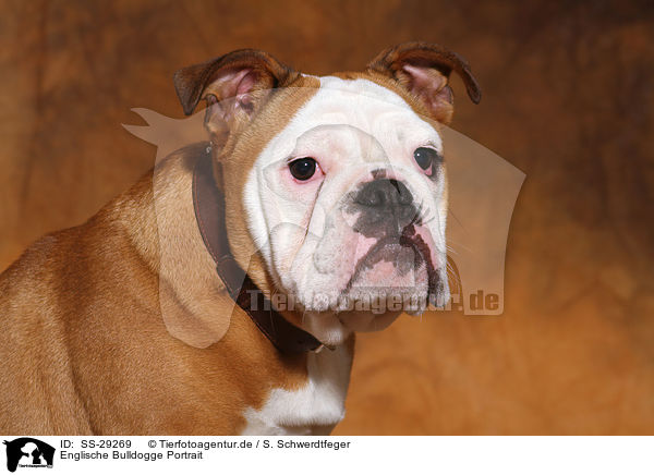 Englische Bulldogge Portrait / English Bulldog Portrait / SS-29269