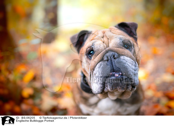 Englische Bulldogge Portrait / English Bulldog Portrait / BS-06205
