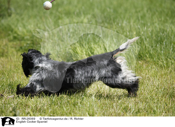 English Cocker Spaniel / English Cocker Spaniel / RR-26069