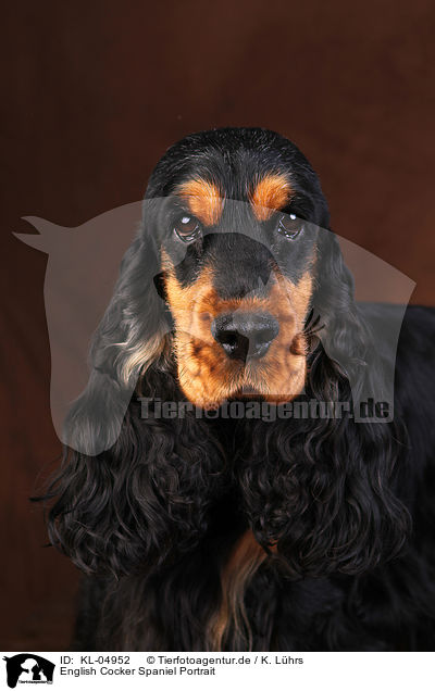 English Cocker Spaniel Portrait / English Cocker Spaniel Portrait / KL-04952