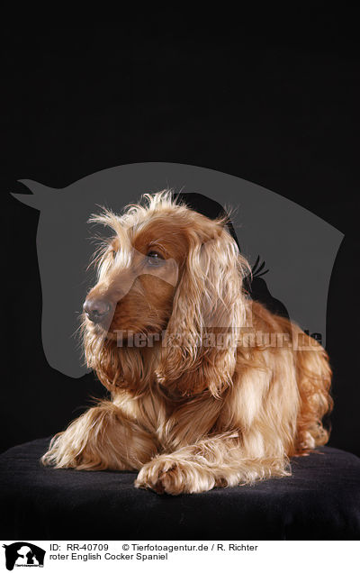 roter English Cocker Spaniel / red English Cocker Spaniel / RR-40709