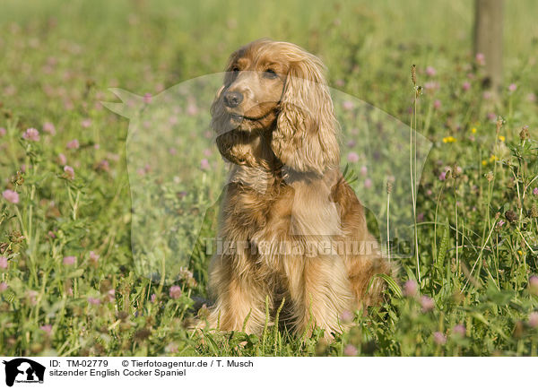 sitzender English Cocker Spaniel / sitting English Cocker Spaniel / TM-02779