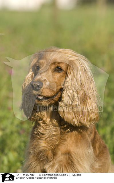 English Cocker Spaniel Portrait / English Cocker Spaniel Portrait / TM-02780