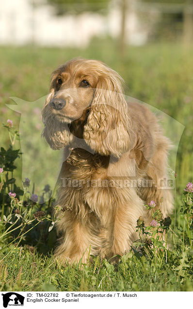 English Cocker Spaniel / English Cocker Spaniel / TM-02782
