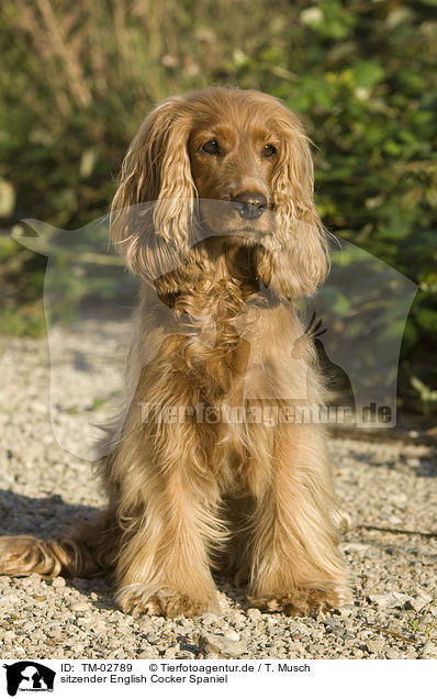 sitzender English Cocker Spaniel / sitting English Cocker Spaniel / TM-02789
