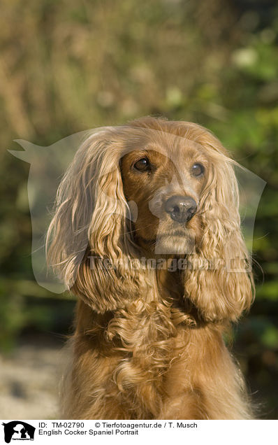 English Cocker Spaniel Portrait / English Cocker Spaniel Portrait / TM-02790