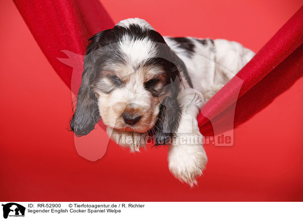 liegender English Cocker Spaniel Welpe / lying Cocker puppy / RR-52900