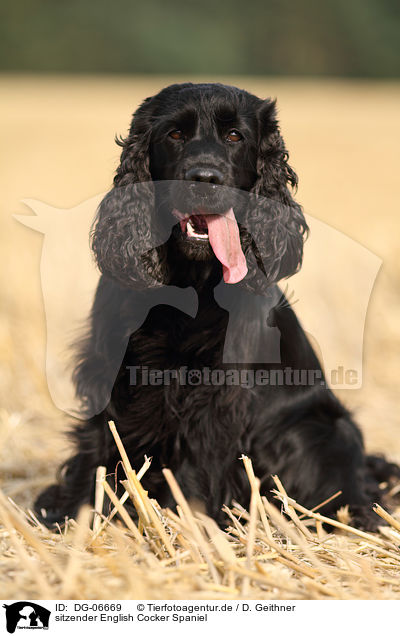 sitzender English Cocker Spaniel / sitting English Cocker Spaniel / DG-06669