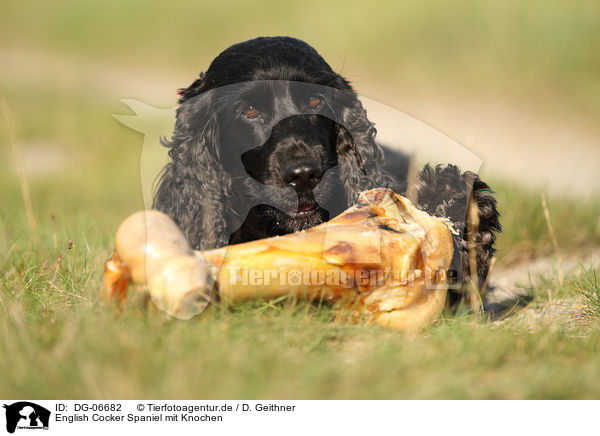 English Cocker Spaniel mit Knochen / English Cocker Spaniel with bone / DG-06682