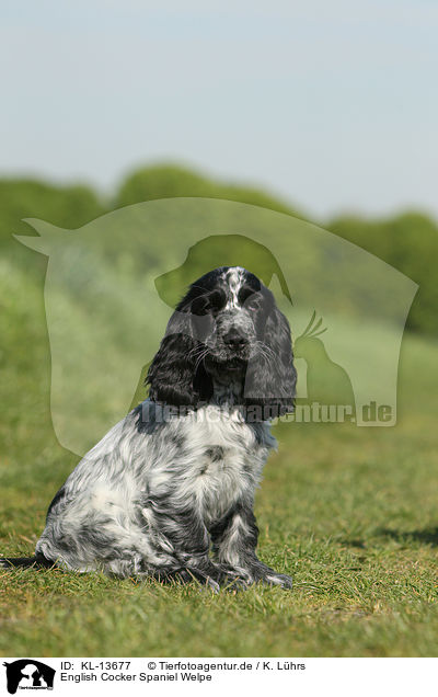 English Cocker Spaniel Welpe / English Cocker Spaniel Puppy / KL-13677