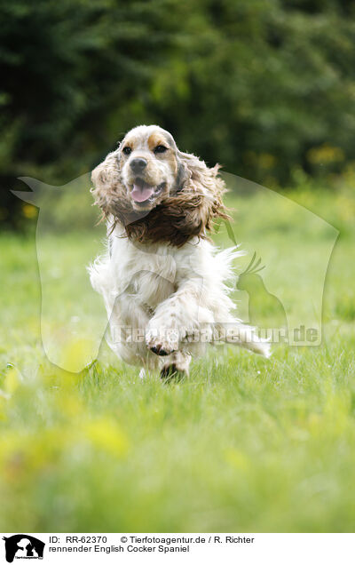 rennender English Cocker Spaniel / running English Cocker Spaniel / RR-62370