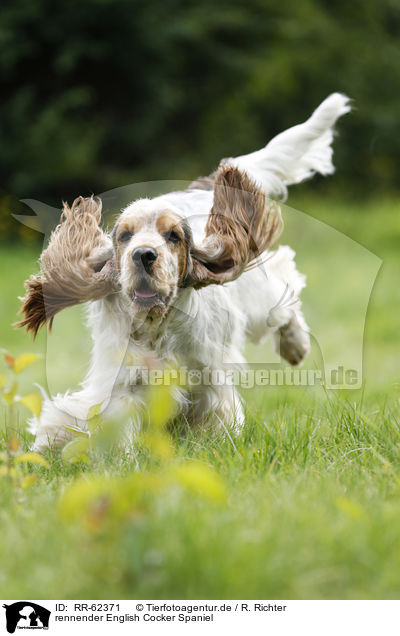 rennender English Cocker Spaniel / running English Cocker Spaniel / RR-62371