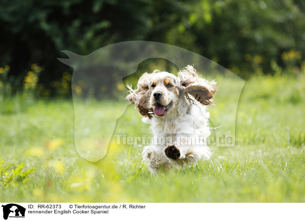 rennender English Cocker Spaniel / running English Cocker Spaniel / RR-62373
