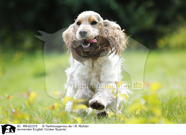 rennender English Cocker Spaniel / running English Cocker Spaniel / RR-62375