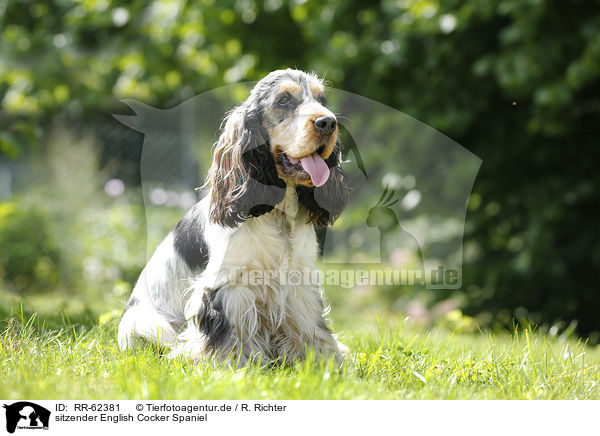 sitzender English Cocker Spaniel / sitting English Cocker Spaniel / RR-62381