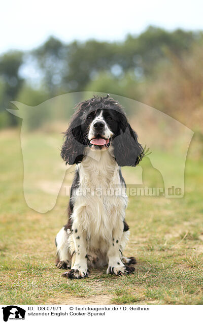 sitzender English Cocker Spaniel / sitting English Cocker Spaniel / DG-07971
