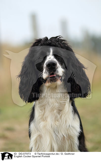 English Cocker Spaniel Portrait / English Cocker Spaniel Portrait / DG-07973