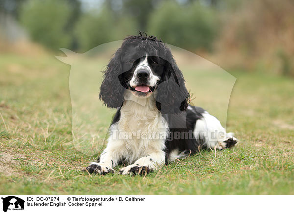 laufender English Cocker Spaniel / walking English Cocker Spaniel / DG-07974