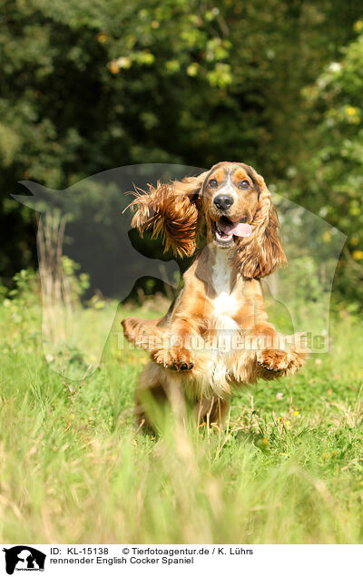 rennender English Cocker Spaniel / running English Cocker Spaniel / KL-15138