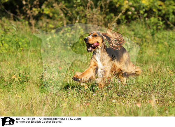 rennender English Cocker Spaniel / running English Cocker Spaniel / KL-15139