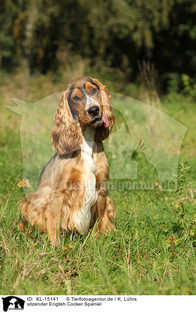 sitzender English Cocker Spaniel / sitting English Cocker Spaniel / KL-15141