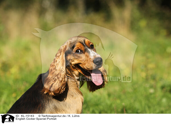 English Cocker Spaniel Portrait / English Cocker Spaniel Portrait / KL-15143