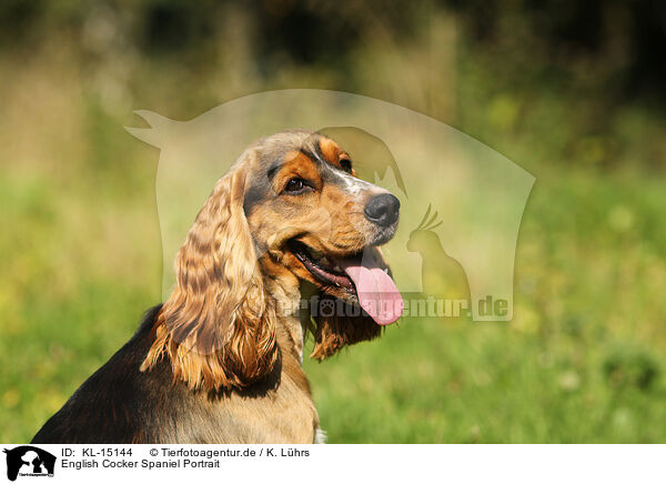 English Cocker Spaniel Portrait / English Cocker Spaniel Portrait / KL-15144