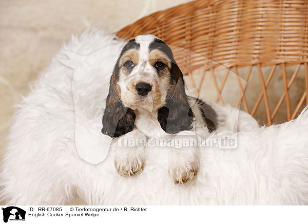 English Cocker Spaniel Welpe / English Cocker Spaniel Puppy / RR-67085