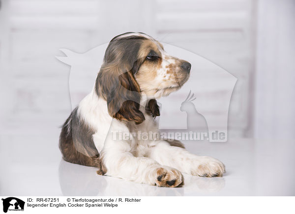 liegender English Cocker Spaniel Welpe / lying English Cocker Spaniel Puppy / RR-67251