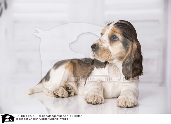 liegender English Cocker Spaniel Welpe / lying English Cocker Spaniel Puppy / RR-67276