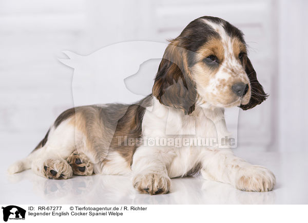 liegender English Cocker Spaniel Welpe / lying English Cocker Spaniel Puppy / RR-67277